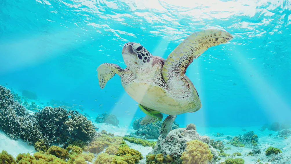 Santuario Tortuguero de Akumal — foto 4