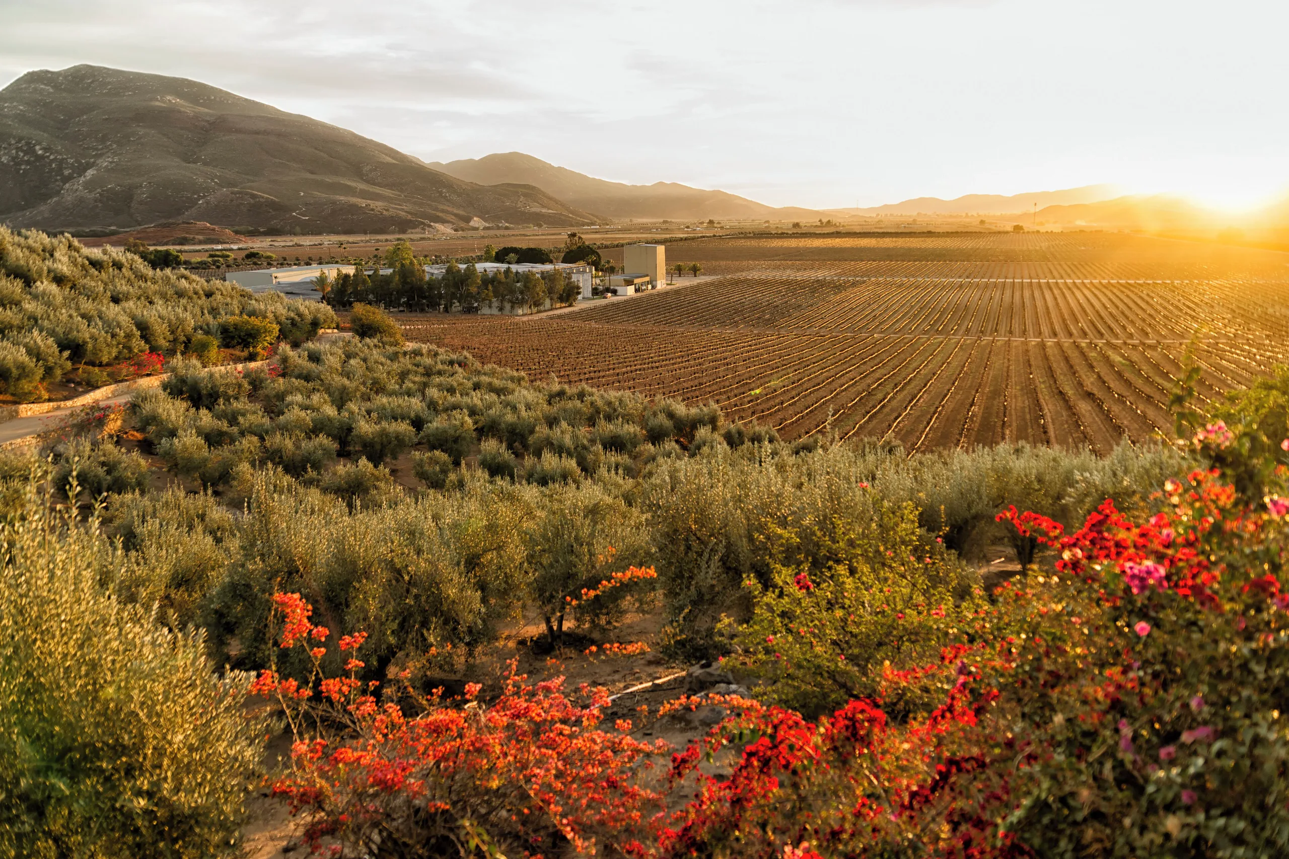 Valle de Guadalupe — vista panorámica destacada