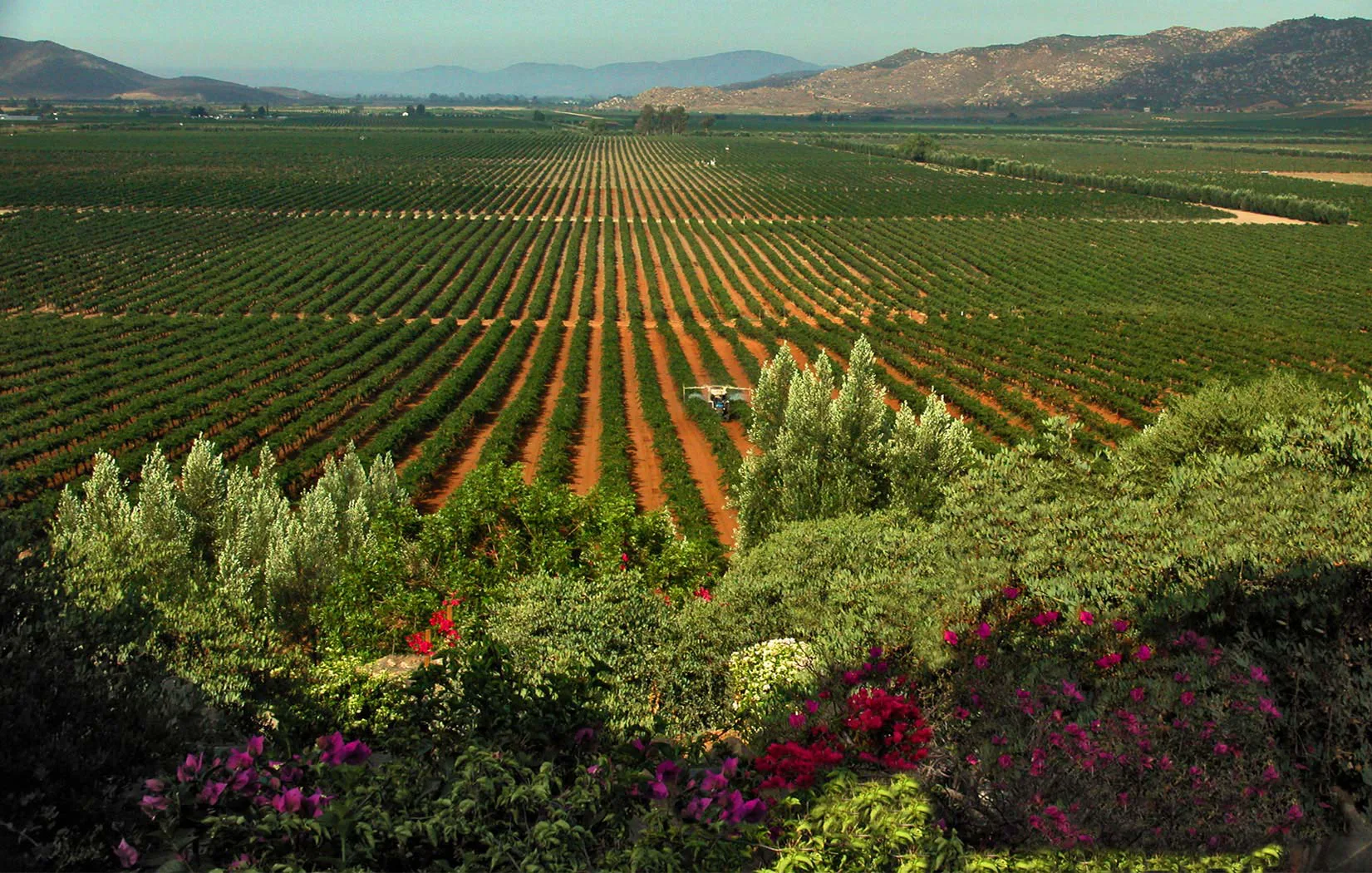 Fotos de Valle de Guadalupe