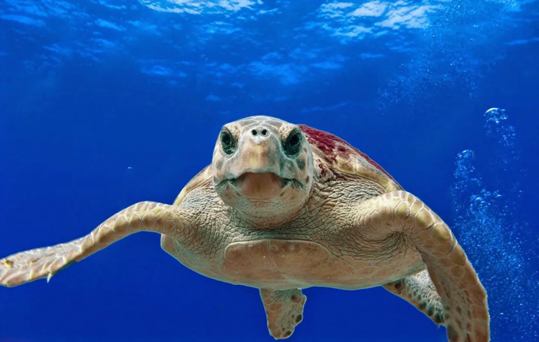 Santuario Tortuguero de Akumal — foto 3