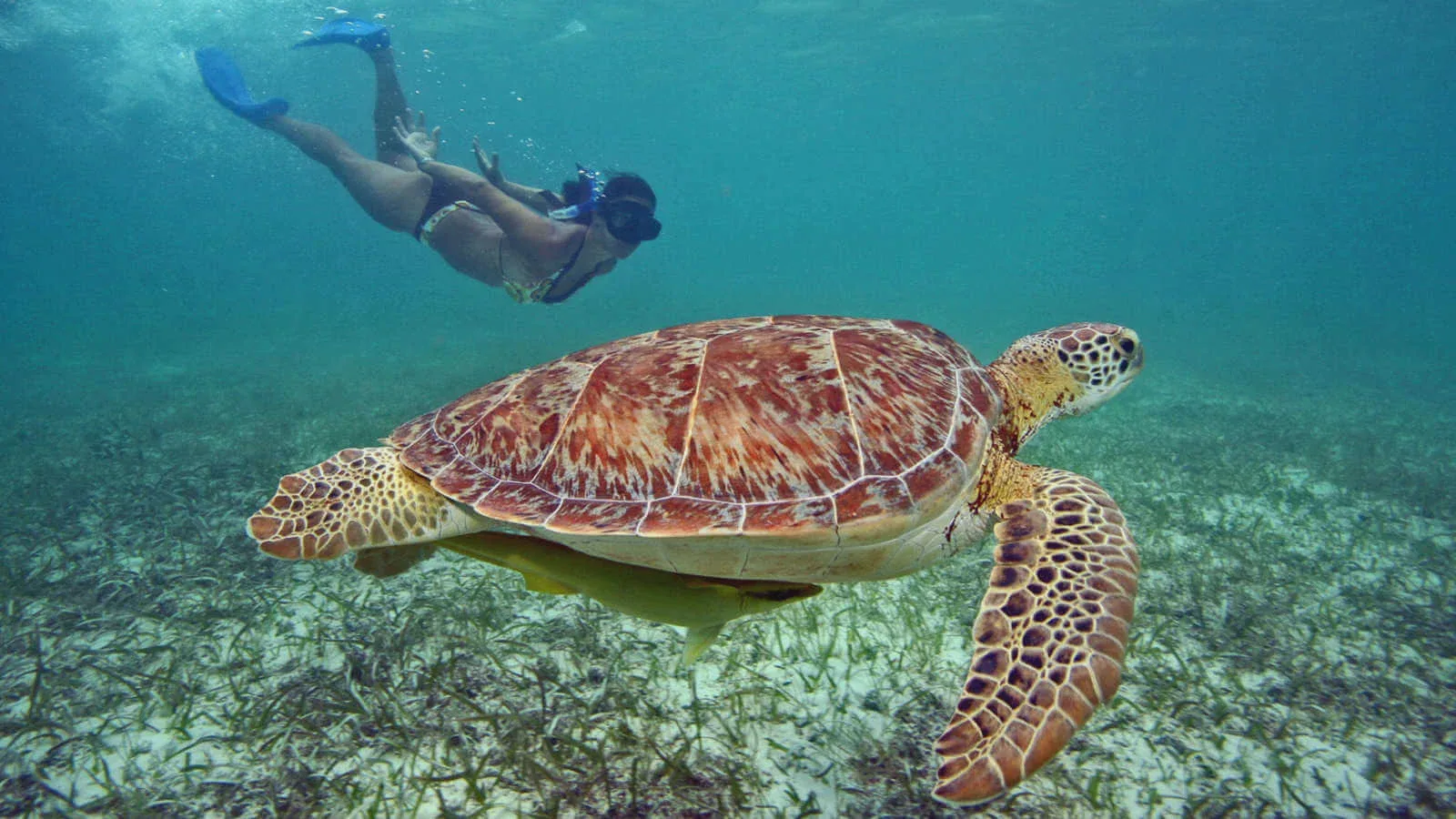 Santuario Tortuguero de Akumal — foto 5