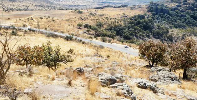 El Ocote — foto 2