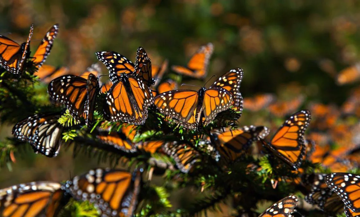 Santuario Sierra Chincua — Santuarios de fauna