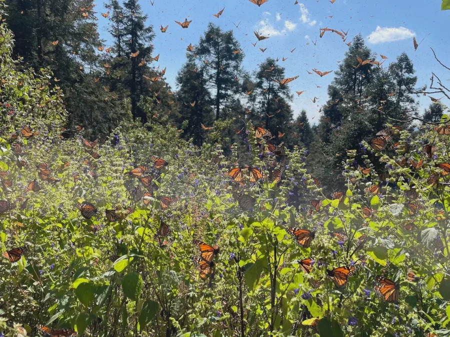 Santuario Mariposa Monarca El Capulín — Santuarios de fauna