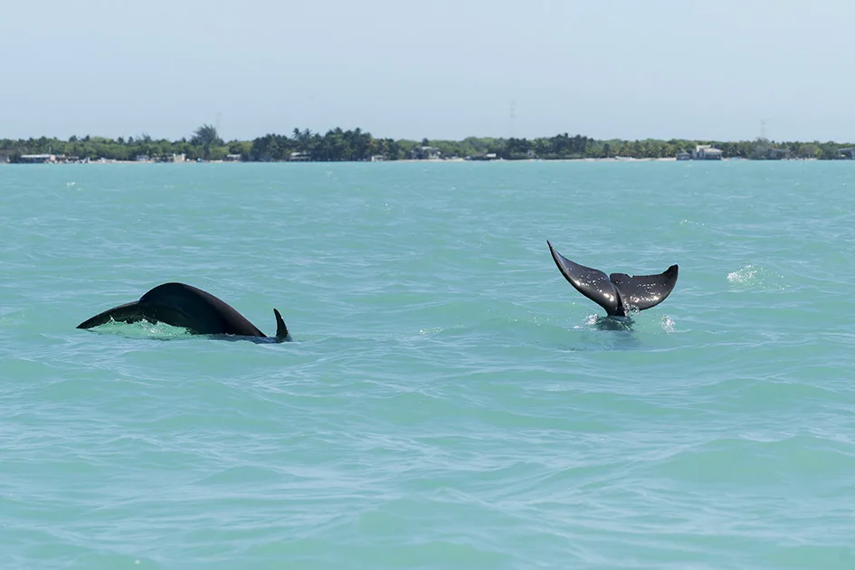 Miradores de Laguna de Términos, Campeche