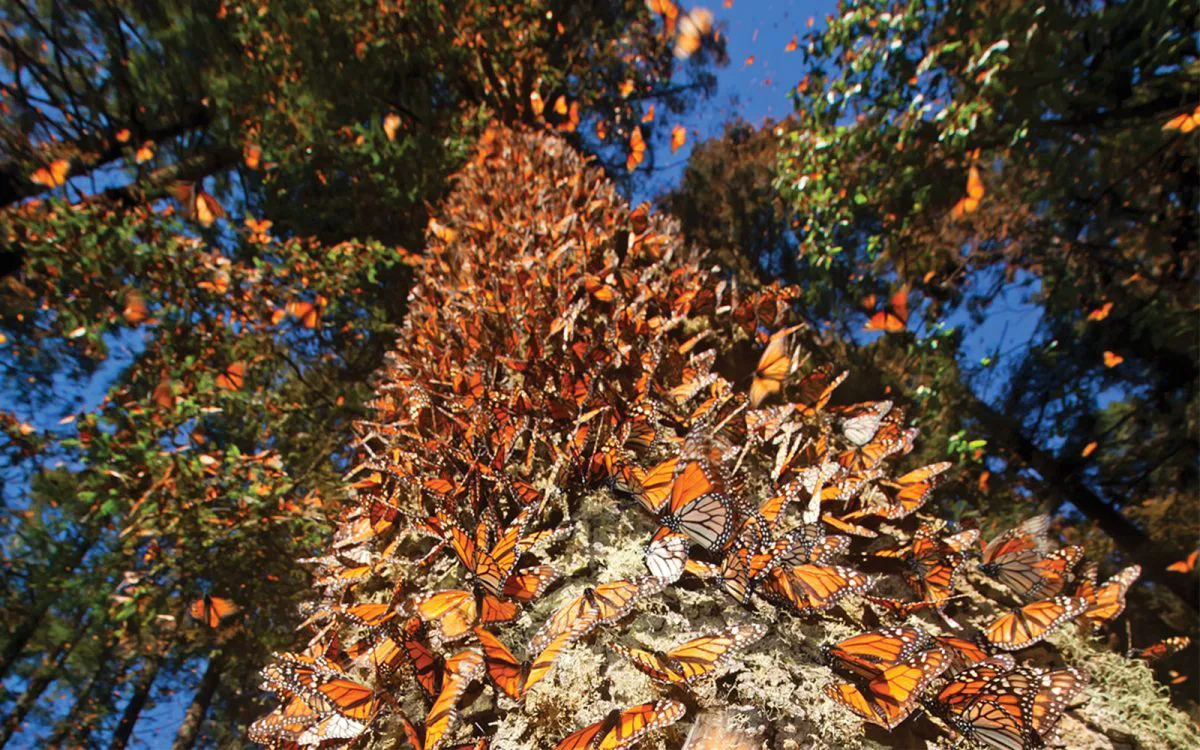 Santuario El Rosario — Santuarios de fauna