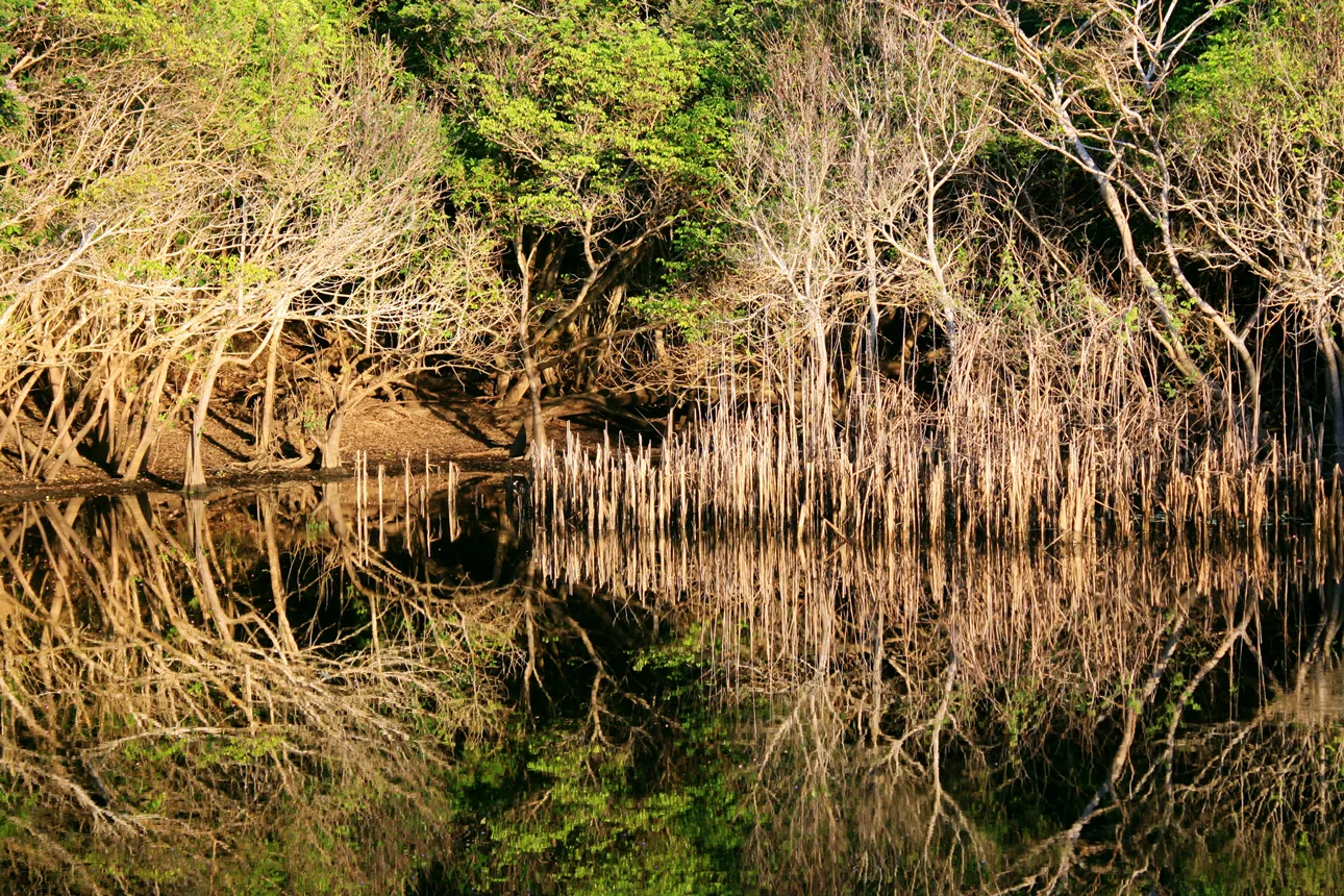Selvas de Huatulco — Bosques