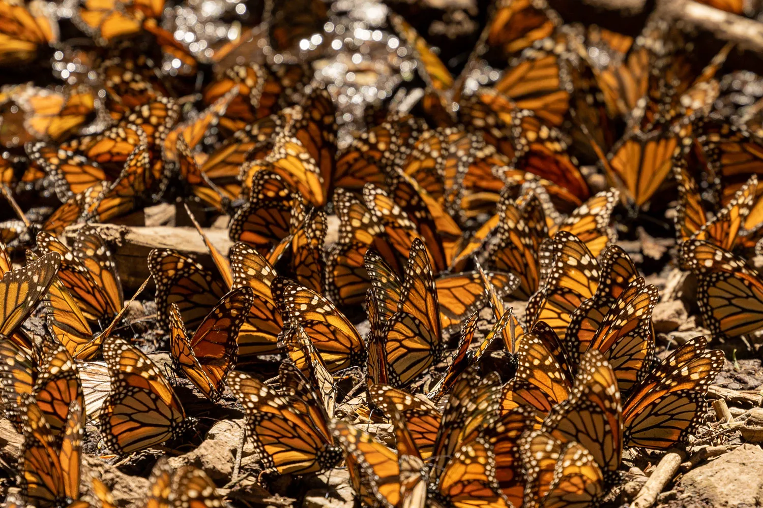 Reserva de la Biosfera Mariposa Monarca — sitio Patrimonio UNESCO en Michoacán