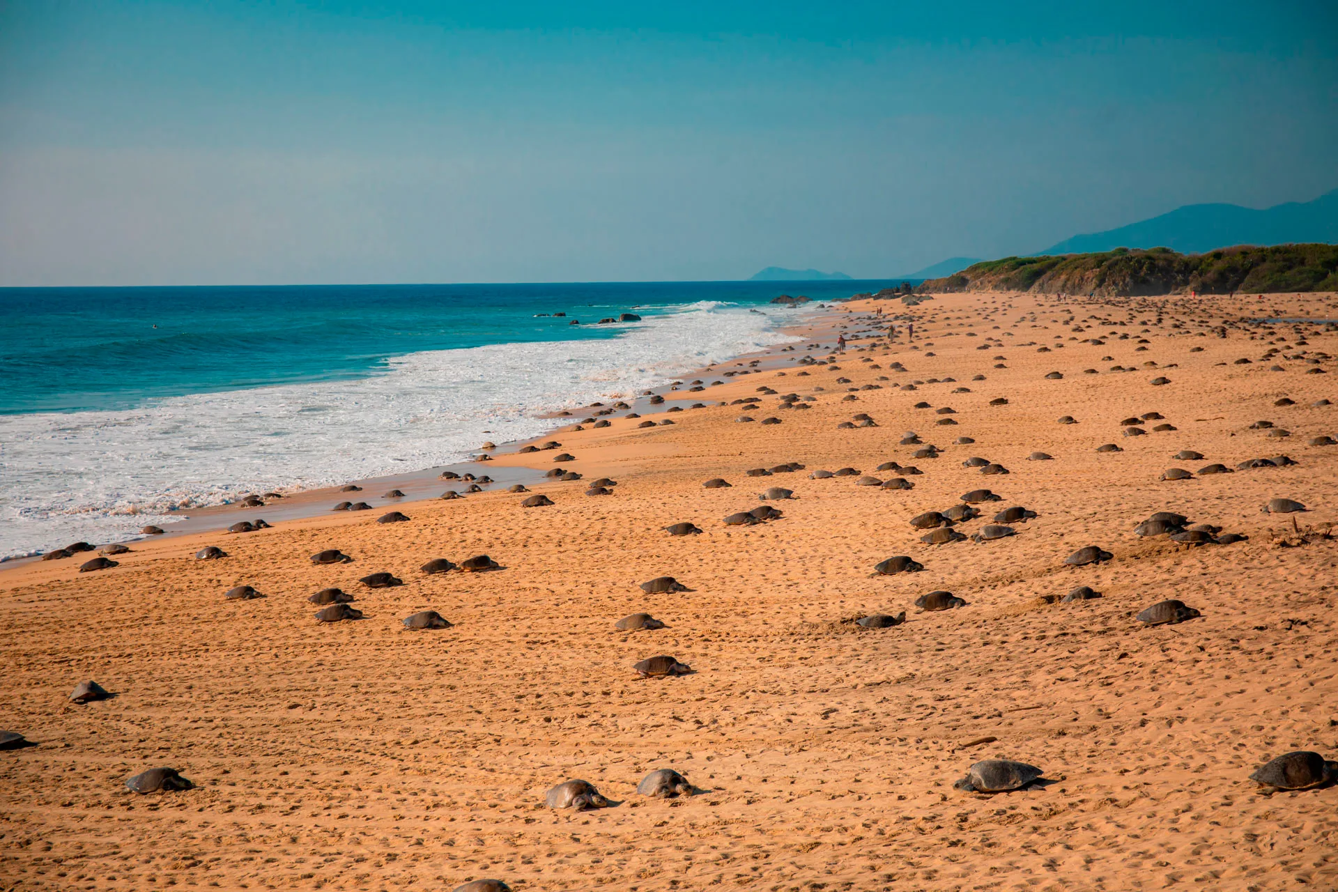 Ecosistemas costeros de Ixtapilla — Arrecifes y ecosistemas marinos