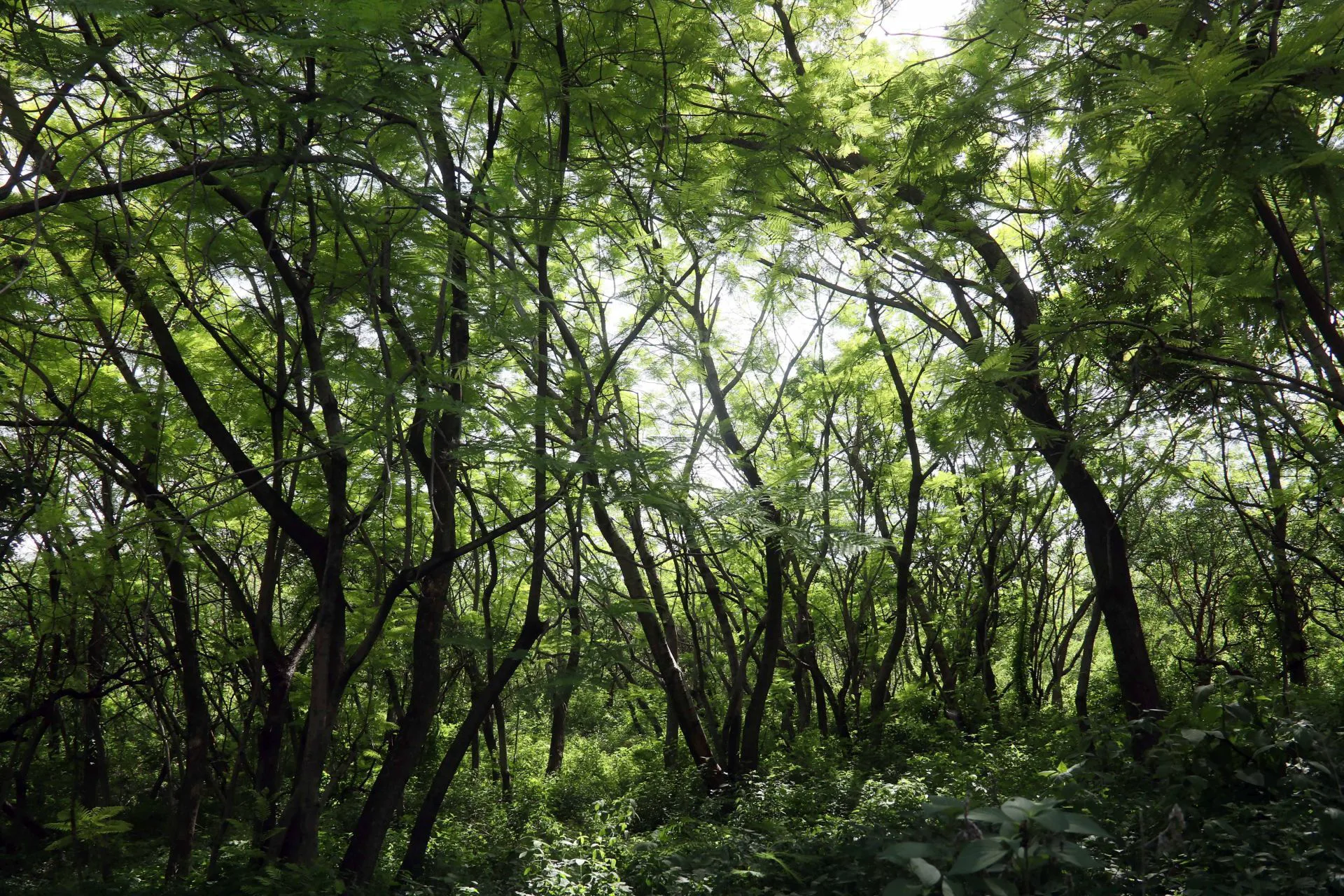 Selva Baja Caducifolia de Tierra Caliente — Bosques y selvas
