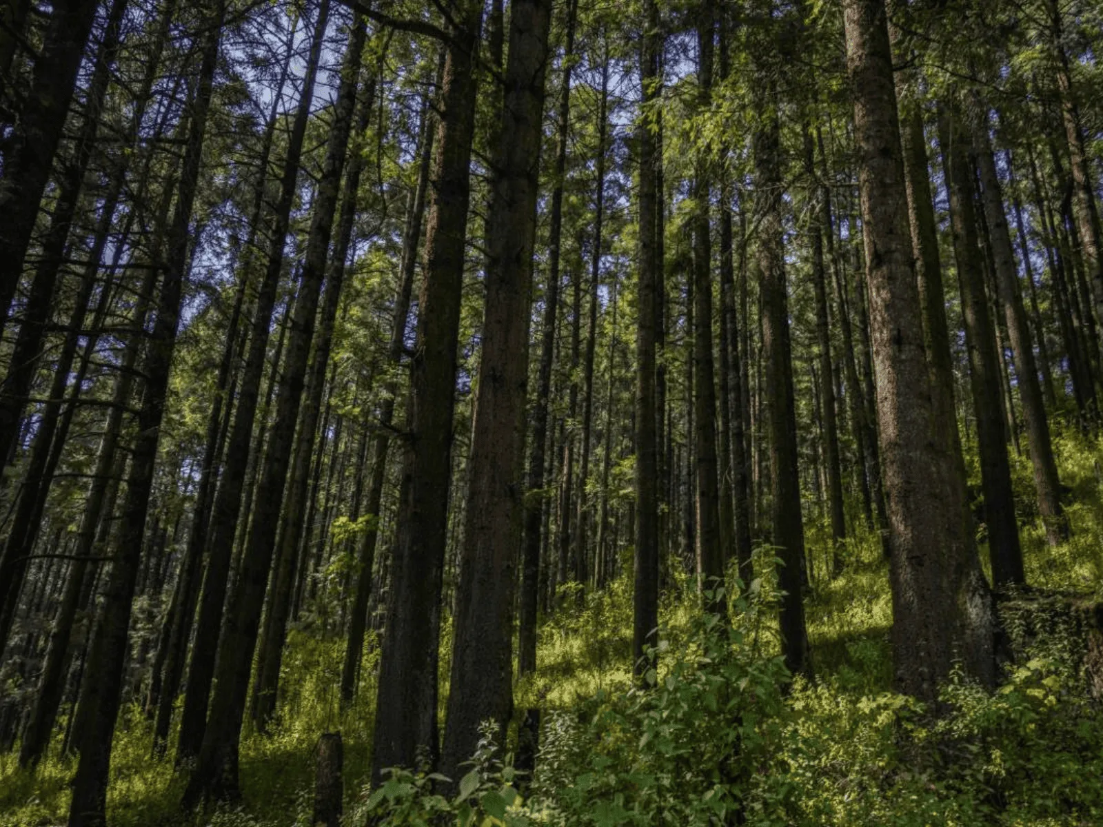 Bosque de Tlalpan, Ciudad de México