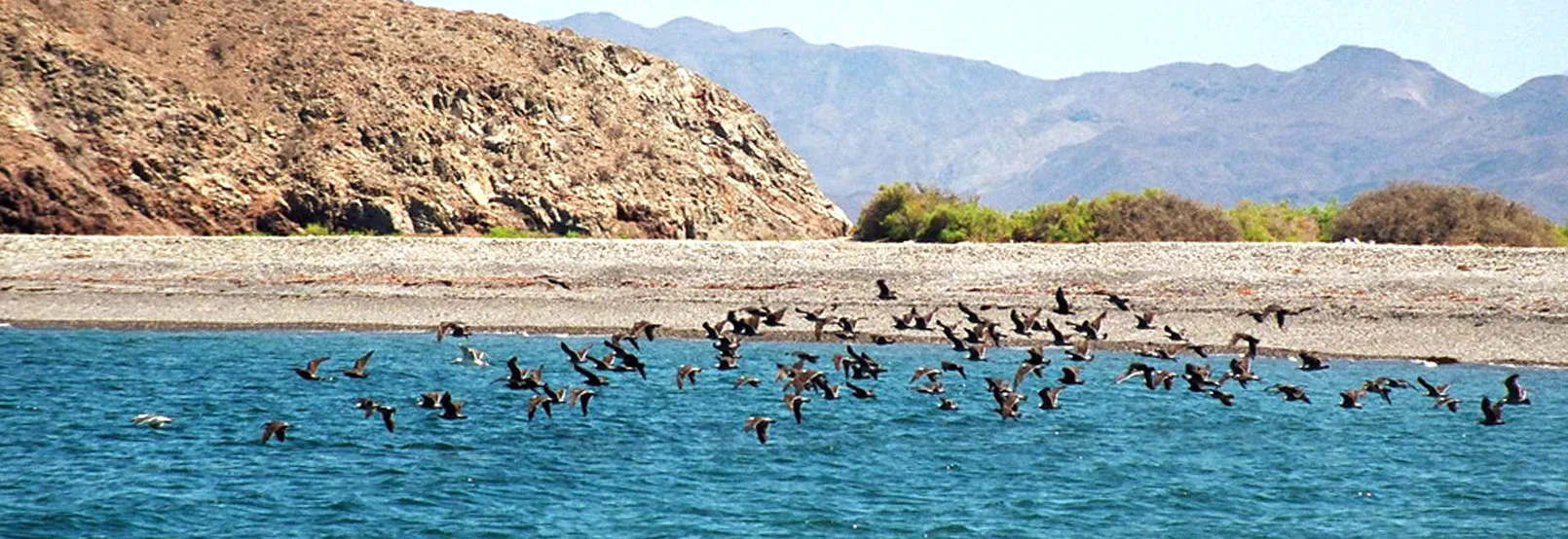 Isla Ángel de la Guarda — Islas