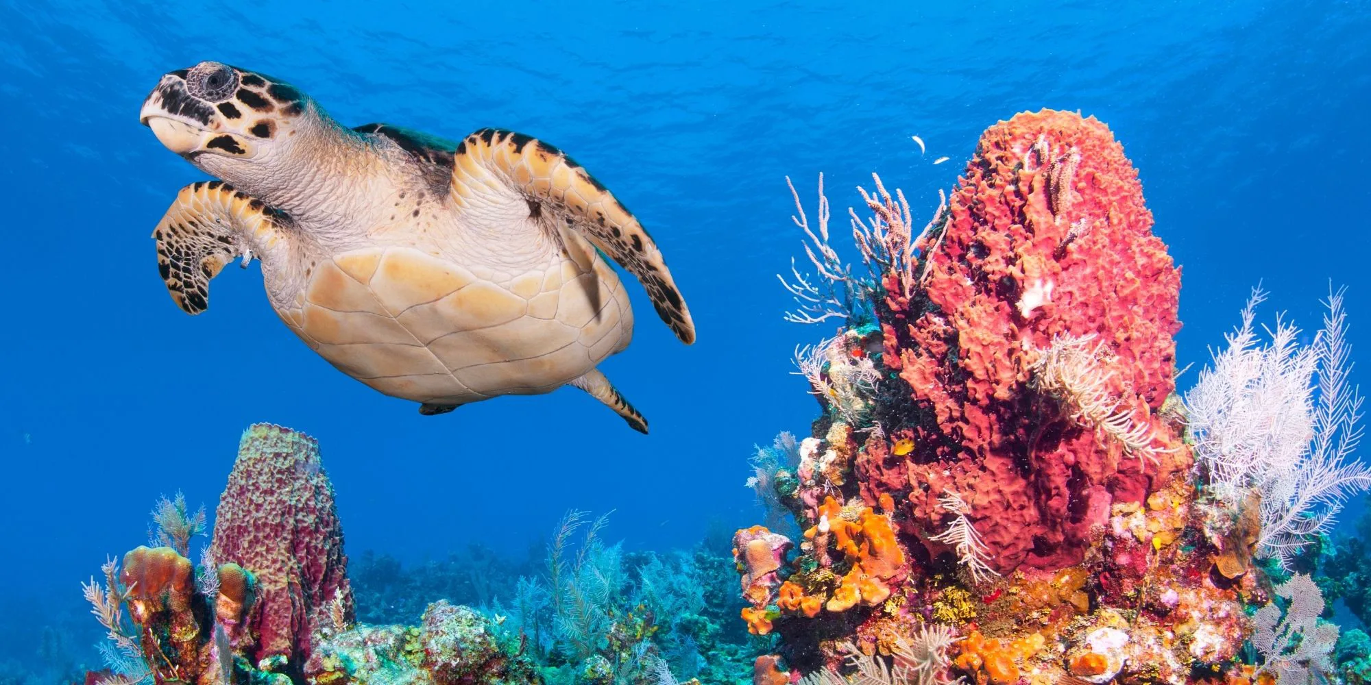 Parque Nacional Costa Occidental de Isla Mujeres, Punta Cancún y Punta Nizuc — Reservas naturales