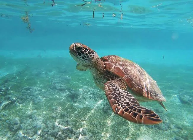 Santuario Tortuguero de Akumal — foto 9