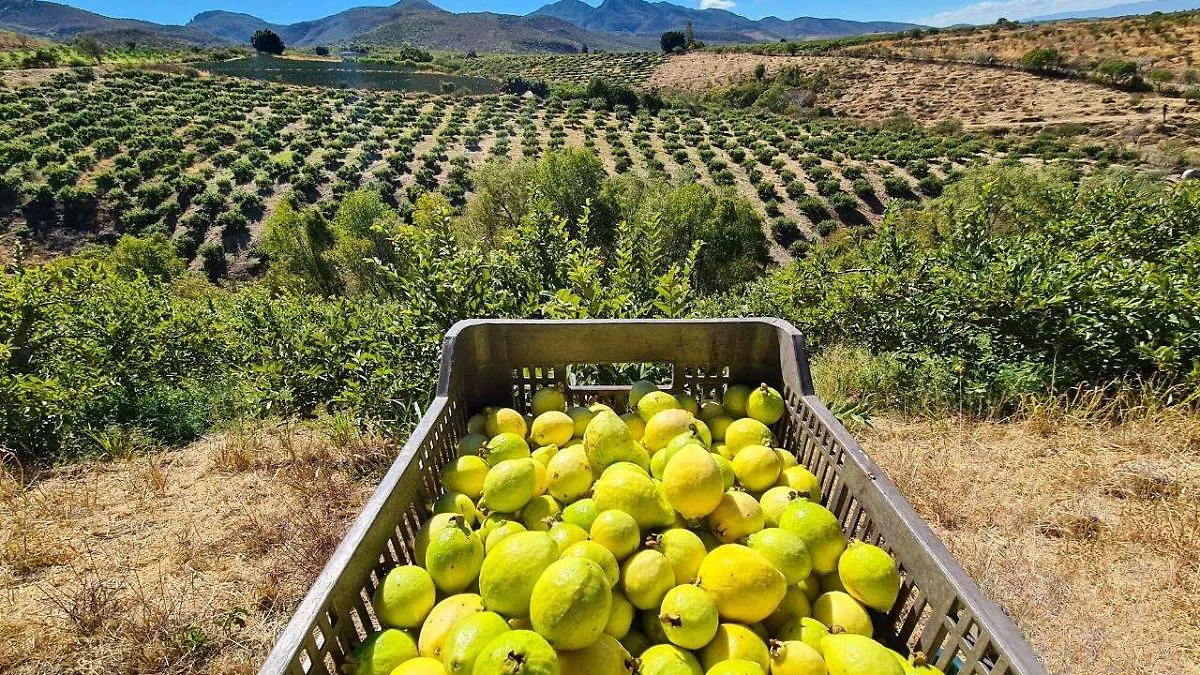Guayaba de Calvillo — gastronomía típica de Aguascalientes