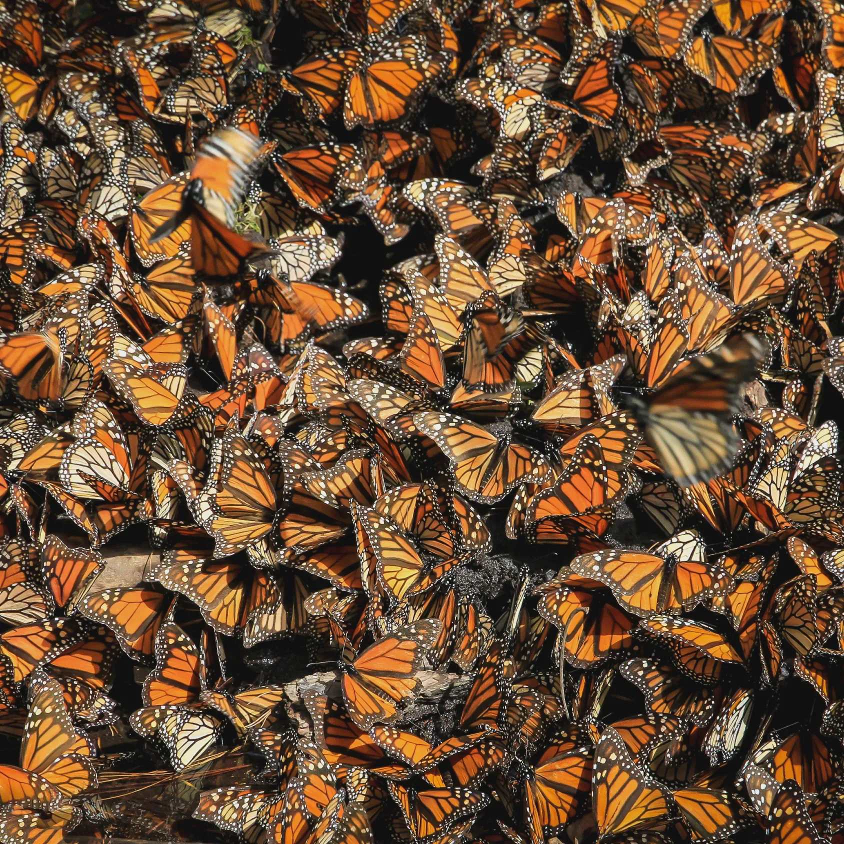 Temporada de la Mariposa Monarca — Michoacán